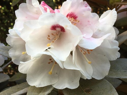 White Rhododendrons — Paterson Park and Garden in Waikaka Station, Greenvale