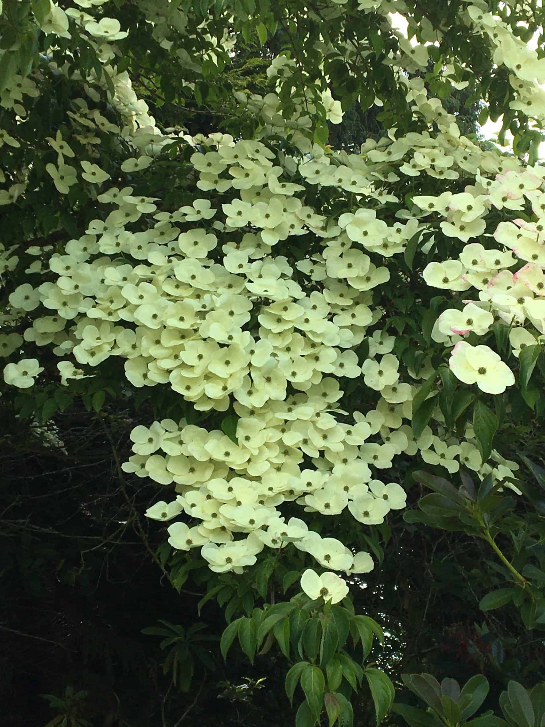 Cornus Greenval